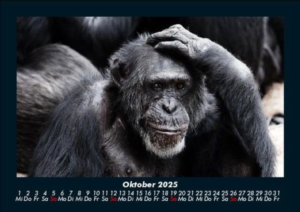 Produktbild: Affen 2025 Fotokalender DIN A5