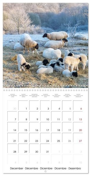 Produktbild: The wonderful world of sheep (Wall Calendar 2026 12 &times; 12 Inch) CALVENDO 12 Month Wall Calendar