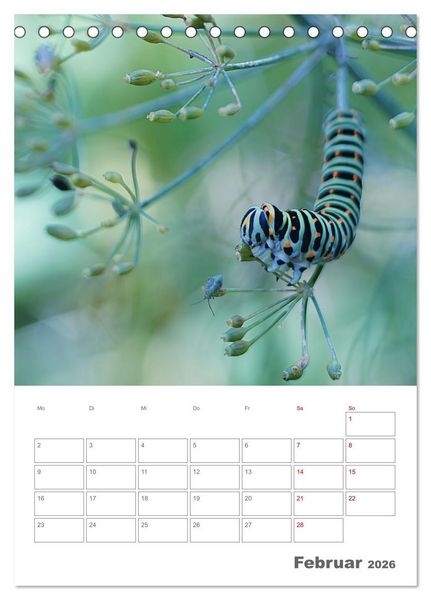 Produktbild: Helden in der Natur (Tischkalender 2026 DIN A5 hoch), CALVENDO Monatskalender