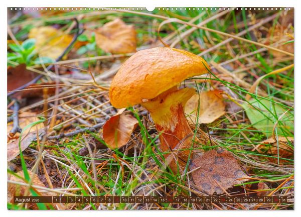 Produktbild: Herbstzeit ist Pilzezeit (hochwertiger Premium Wandkalender 2026 DIN A2 quer), Kunstdruck in Hochglanz