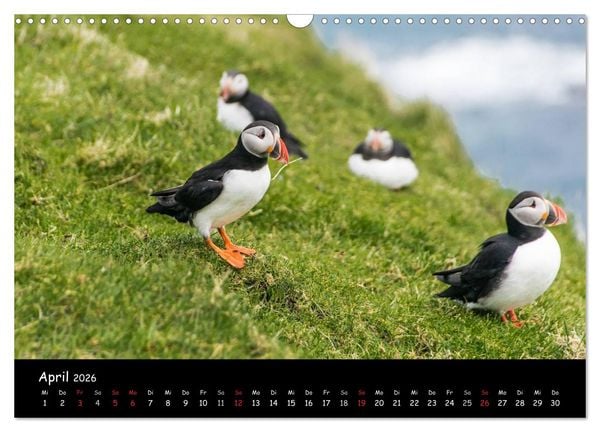 Produktbild: Die Papageientaucher von Mykines (Wandkalender 2026 DIN A3 quer), CALVENDO Monatskalender