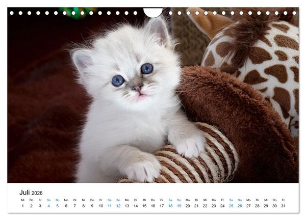 Produktbild: Heilige Birma Kitten - ein Traum auf wei&szlig;en Pf&ouml;tchen (Wandkalender 2026 DIN A4 quer), CALVENDO Monatskalender