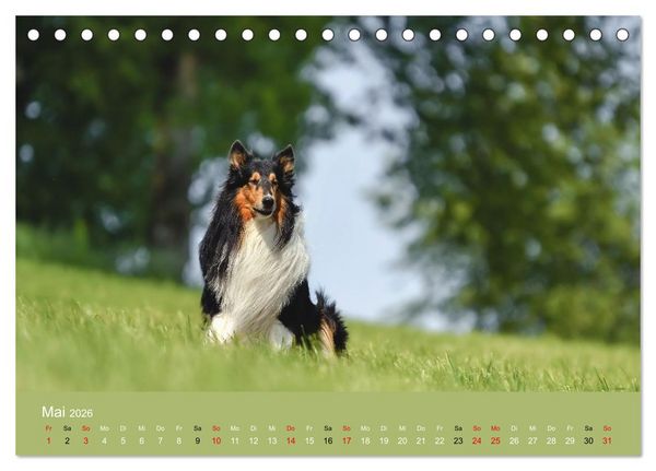 Produktbild: Collies - charmante Herzensbrecher (Tischkalender 2026 DIN A5 quer), CALVENDO Monatskalender