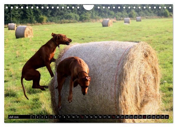 Produktbild: Rhodesian Ridgeback - Schnappsch&uuml;sse - (Wandkalender 2026 DIN A4 quer), CALVENDO Monatskalender