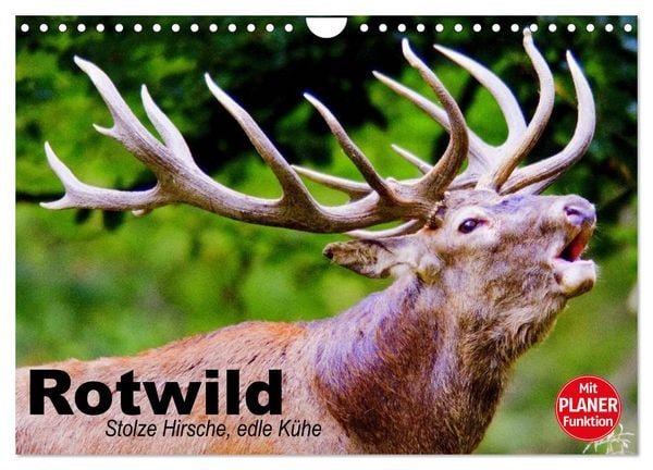Produktbild: Rotwild. Edle Hirsche, stolze K&uuml;he (Wandkalender 2026 DIN A4 quer), CALVENDO Monatskalender