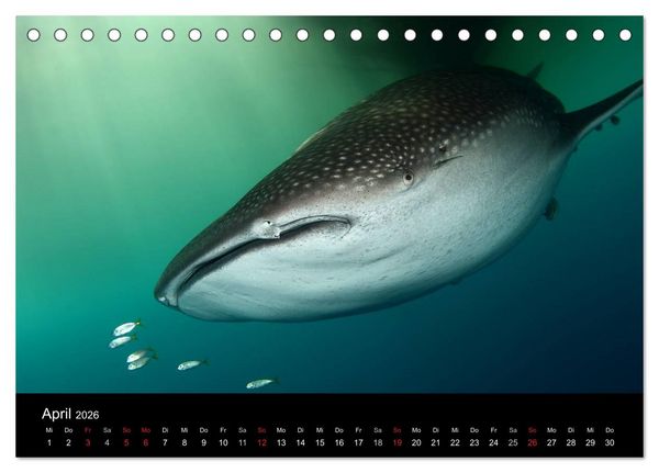 Produktbild: Unterwasser (Tischkalender 2026 DIN A5 quer), CALVENDO Monatskalender