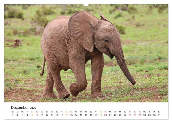 Produktbild: ADDO ELEPHANT NATIONAL PARK Elefanten Babies (hochwertiger Premium Wandkalender 2026 DIN A2 quer), Kunstdruck in Hochglanz