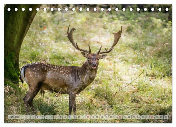 Produktbild: Emotionale Momente: Das Damwild. (Tischkalender 2027 DIN A5 quer), CALVENDO Monatskalender
