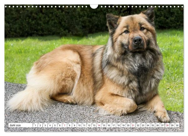 Produktbild: Eurasier, der Hund im Wolfspelz (Wandkalender 2026 DIN A3 quer), CALVENDO Monatskalender