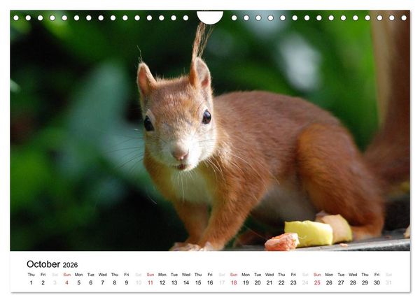 Produktbild: The red squirrels (Wall Calendar 2026 DIN A4 landscape), CALVENDO 12 Month Wall Calendar