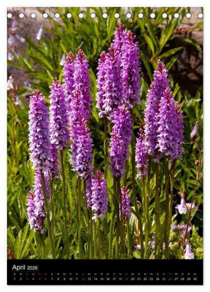 Produktbild: Faszination Orchideen (Tischkalender 2026 DIN A5 hoch), CALVENDO Monatskalender