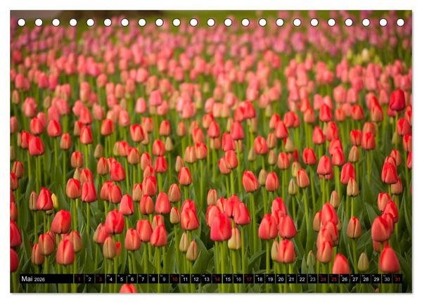 Produktbild: Tulpen (Tischkalender 2026 DIN A5 quer), CALVENDO Monatskalender