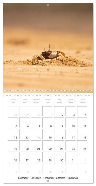 Produktbild: Rencontres animali&egrave;res (Calendrier mural carr&eacute; 2026 30x30 cm) Calendrier double avec une page pour vos prises de notes