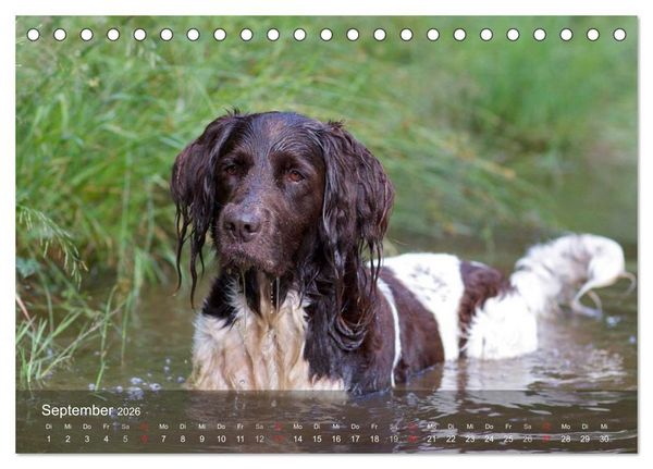 Produktbild: Kleiner M&uuml;nsterl&auml;nder Vorstehhund (Tischkalender 2026 DIN A5 quer), CALVENDO Monatskalender