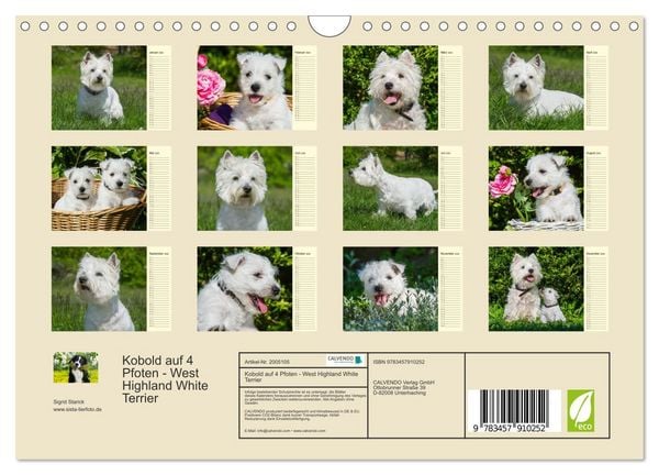 Produktbild: Kobold auf 4 Pfoten - West Highland White Terrier (Wandkalender 2026 DIN A4 quer), CALVENDO Monatskalender