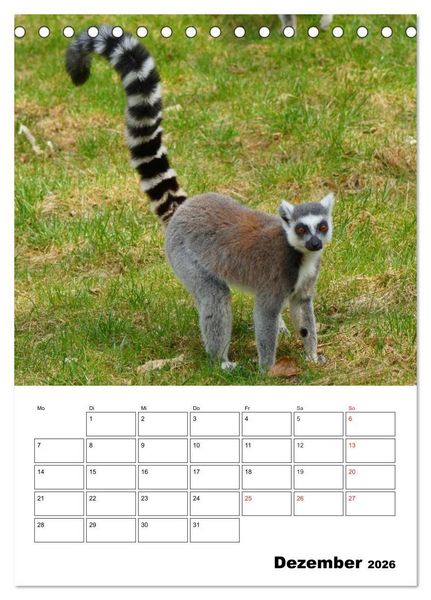 Produktbild: Katta Terminplaner (Tischkalender 2026 DIN A5 hoch), CALVENDO Monatskalender