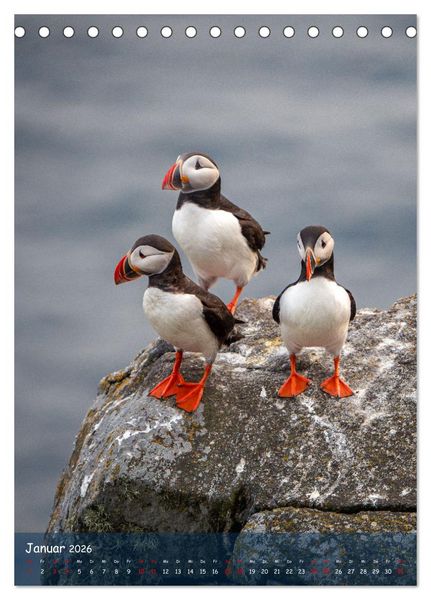 Produktbild: Naturerlebnis Puffin (Tischkalender 2026 DIN A5 hoch), CALVENDO Monatskalender