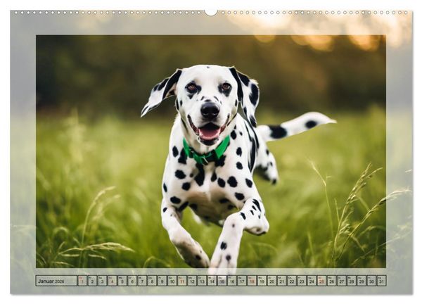 Produktbild: Dalmatiner - freundliche Temperamentsbolzen (hochwertiger Premium Wandkalender 2026 DIN A2 quer), Kunstdruck in Hochglanz