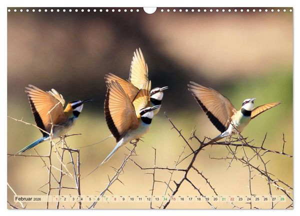 Produktbild: V&ouml;gel in Afrika - Magie der Farben (Wandkalender 2026 DIN A3 quer), CALVENDO Monatskalender