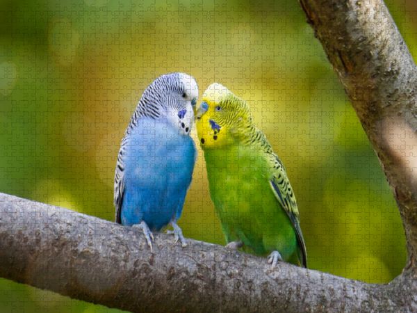 Produktbild: CALVENDO Puzzle Gr&uuml;n und blau | 1000 Teile Lege-Gr&ouml;&szlig;e 64x48cm Foto-Puzzle f&uuml;r gl&uuml;ckliche Stunden