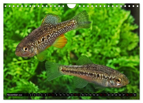 Produktbild: Outdoor-Aquaristik (Wandkalender 2026 DIN A4 quer), CALVENDO Monatskalender
