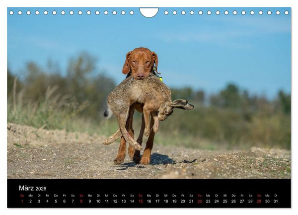 Produktbild: Jagdhunde bei der Arbeit (Wandkalender 2026 DIN A4 quer), CALVENDO Monatskalender