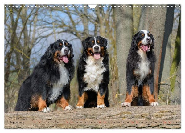 Produktbild: Berner Sennenhunde - Mit jedem Blick ein St&uuml;ck Geborgenheit (Wandkalender 2026 DIN A3 quer), CALVENDO Monatskalender