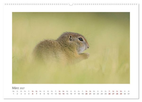 Produktbild: Lustige Zieselbabys (Wandkalender 2027 DIN A2 quer), CALVENDO Monatskalender