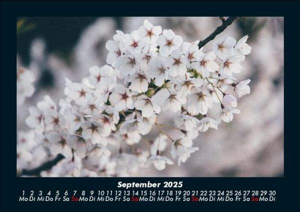 Produktbild: Blumenkalender 2025 Fotokalender DIN A5