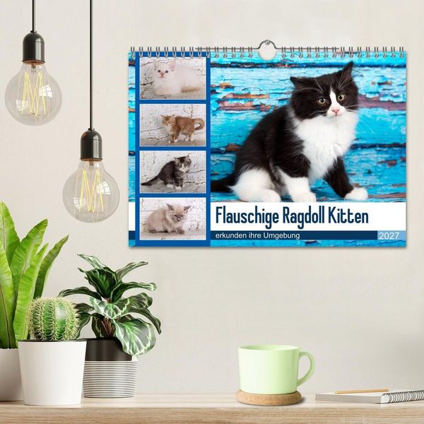 Produktbild: Flauschige Ragdoll Kitten (Wandkalender 2027 DIN A4 quer), CALVENDO Monatskalender
