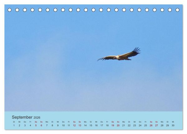 Produktbild: Flamingo und Co - Faszinierende Vogelwelt S&uuml;dfrankreichs (Tischkalender 2026 DIN A5 quer), CALVENDO Monatskalender