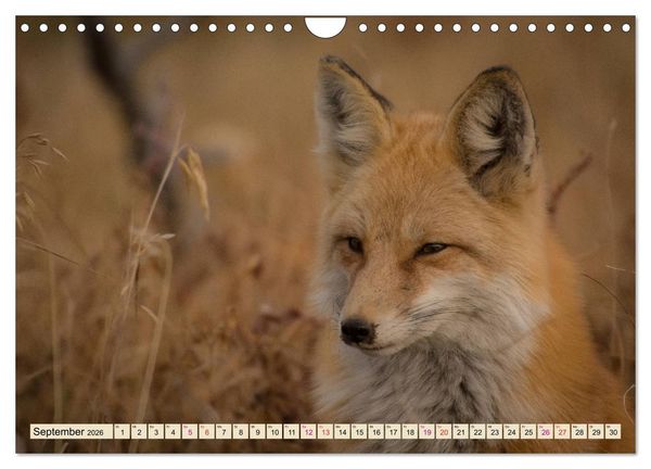 Produktbild: Fuchs - schlauer R&auml;uber (Wandkalender 2026 DIN A4 quer), CALVENDO Monatskalender