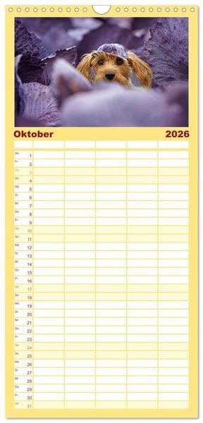 Produktbild: Familienplaner 2026 - DACKELmix Elli Pirelli mit 5 Spalten (Wandkalender, 21 x 45 cm) CALVENDO