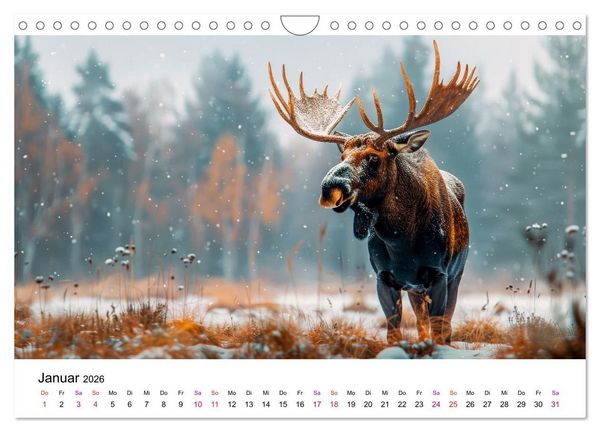 Produktbild: Elche - sch&ouml;ne Momente (Wandkalender 2026 DIN A4 quer), CALVENDO Monatskalender