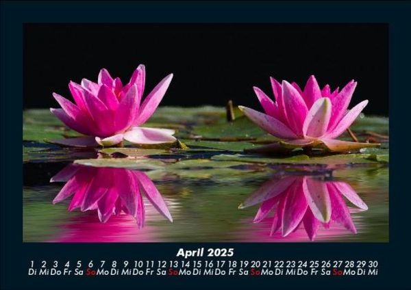 Produktbild: Rosentraum 2025 Fotokalender DIN A5
