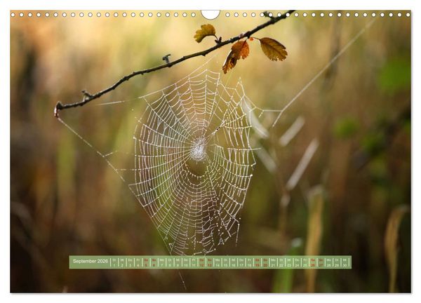 Produktbild: Zauber des Lichts (Wandkalender 2026 DIN A3 quer), CALVENDO Monatskalender