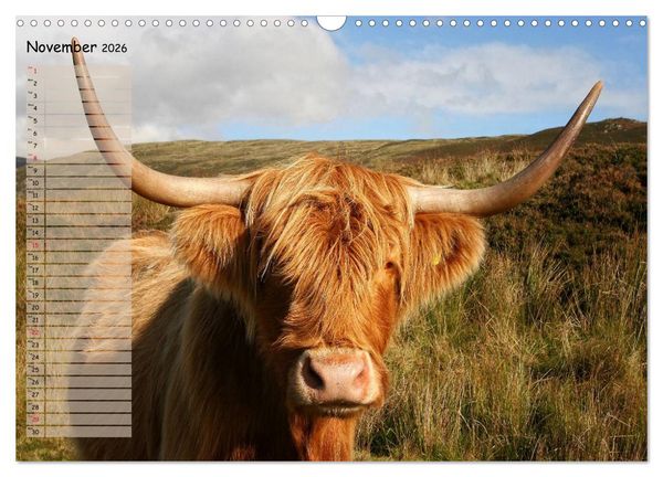 Produktbild: Highland Cattle - Native Breed of Scotland (Wall Calendar 2026 DIN A3 landscape), CALVENDO 12 Month Wall Calendar