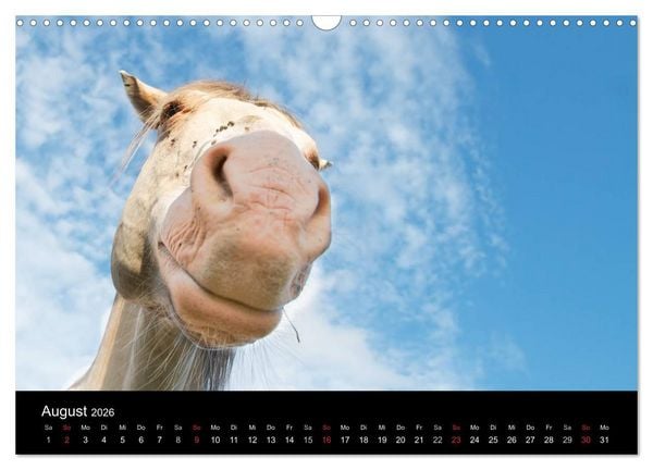 Produktbild: Wilde Pferde (Wandkalender 2026 DIN A3 quer), CALVENDO Monatskalender