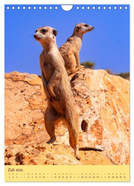 Produktbild: Erdm&auml;nnchen - Eine Kolonie in der Kalahari (Wandkalender 2026 DIN A4 hoch), CALVENDO Monatskalender