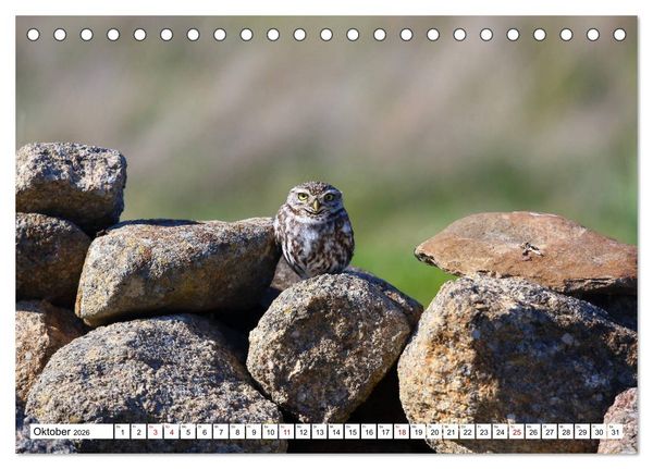 Produktbild: V&ouml;gel in der Extremadura (Tischkalender 2026 DIN A5 quer), CALVENDO Monatskalender