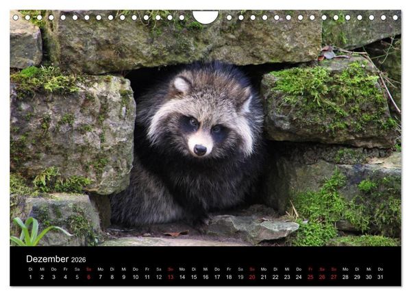 Produktbild: Marderhunde (Wandkalender 2026 DIN A4 quer), CALVENDO Monatskalender
