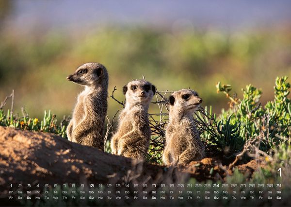 Produktbild: Erdm&auml;nnchen &ndash; Kleine W&auml;chter, gro&szlig;e Abenteuer! - 2027 - Kalender DIN A3