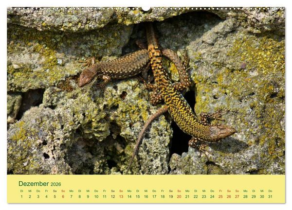Produktbild: Flinke Eidechsen (Wandkalender 2026 DIN A2 quer), CALVENDO Monatskalender