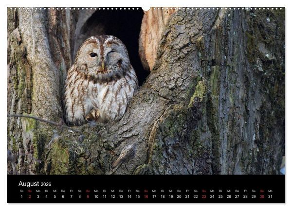Produktbild: Waldk&auml;uze, fotografiert in M&uuml;nchen (Wandkalender 2026 DIN A2 quer), CALVENDO Monatskalender