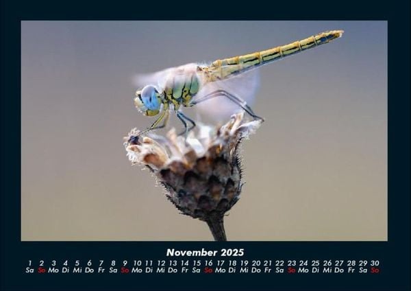 Produktbild: Natur 2025 Fotokalender DIN A4