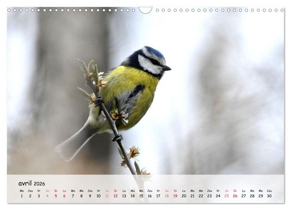 Produktbild: OISEAUX des Jardins et For&ecirc;ts (Calendrier mural 2026 DIN A3 vertical), CALVENDO calendrier mensuel