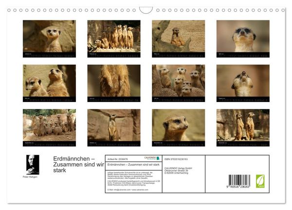 Produktbild: Erdm&auml;nnchen &ndash; Zusammen sind wir stark (Wandkalender 2026 DIN A3 quer), CALVENDO Monatskalender