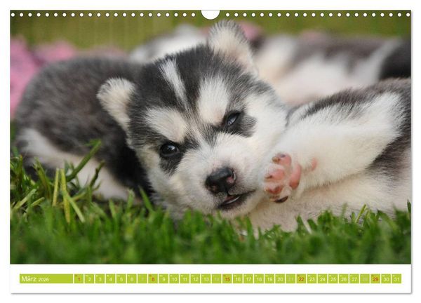 Produktbild: Siberian Husky - der Urtyp (Wandkalender 2026 DIN A3 quer), CALVENDO Monatskalender