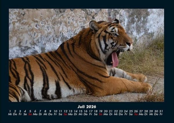 Produktbild: Tiger 2026 Fotokalender DIN A4