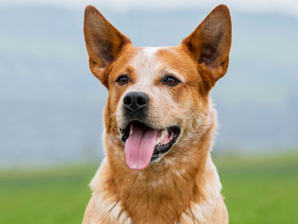 Produktbild: CALVENDO Puzzle Australian Cattle Dog Portr&auml;t | 1000 Teile Lege-Gr&ouml;&szlig;e 64x48cm Foto-Puzzle f&uuml;r gl&uuml;ckliche Stunden